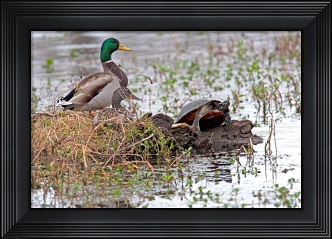 Framed Mallards Freaking Squater Print