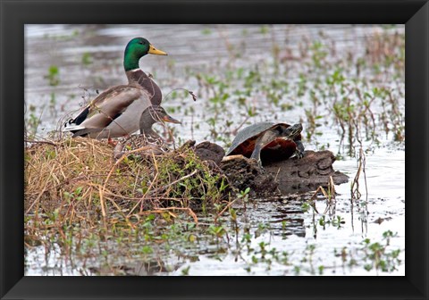 Framed Mallards Freaking Squater Print