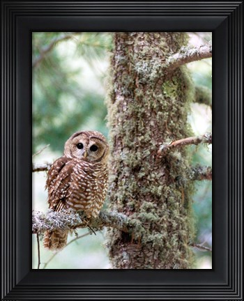 Framed Mexican Spotted Owl Print