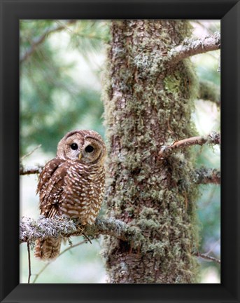 Framed Mexican Spotted Owl Print