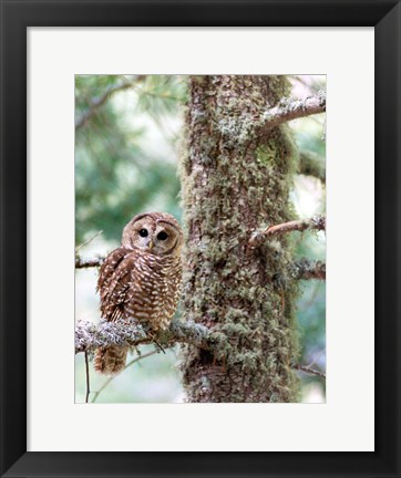 Framed Mexican Spotted Owl Print