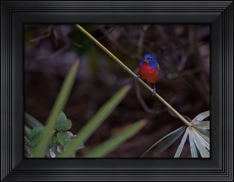 Framed Painted Bunting Male Print