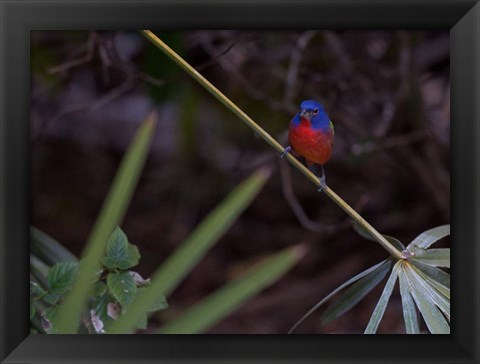 Framed Painted Bunting Male Print