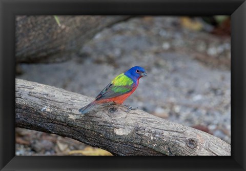 Framed Painted Bunting Print