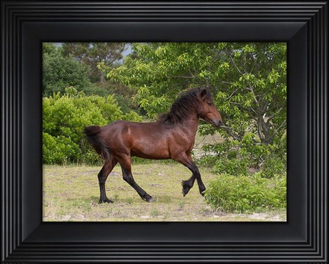 Framed Stallion Strutting Print