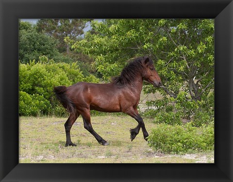 Framed Stallion Strutting Print