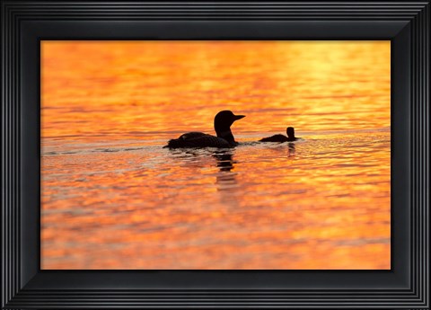 Framed Sunset Loons Print