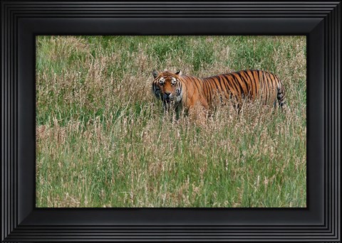 Framed Tiger Print