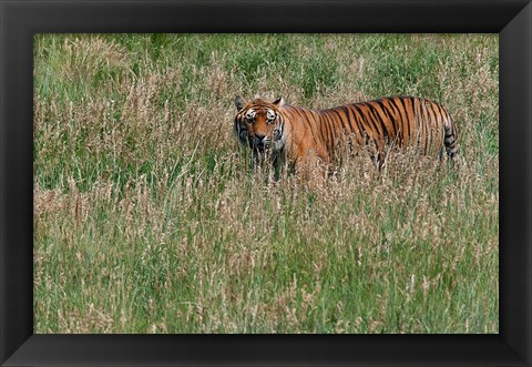 Framed Tiger Print