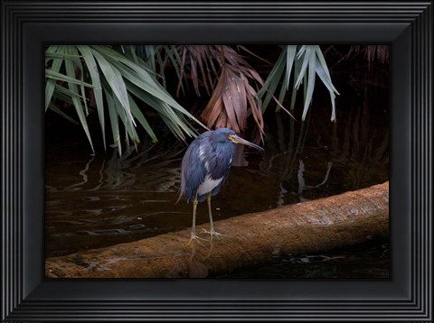 Framed Tricolored Heron Print