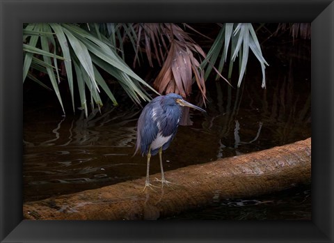 Framed Tricolored Heron Print