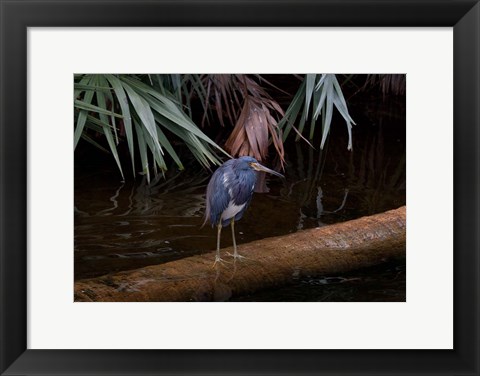 Framed Tricolored Heron Print