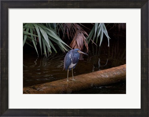 Framed Tricolored Heron Print