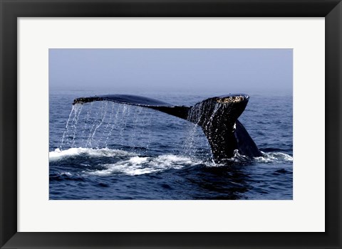 Framed Whale Of A Tail Print