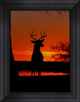 Framed Whitetail Print