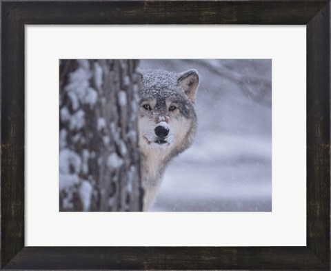 Framed Wolf Watching Print