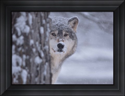 Framed Wolf Watching Print
