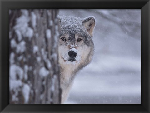 Framed Wolf Watching Print