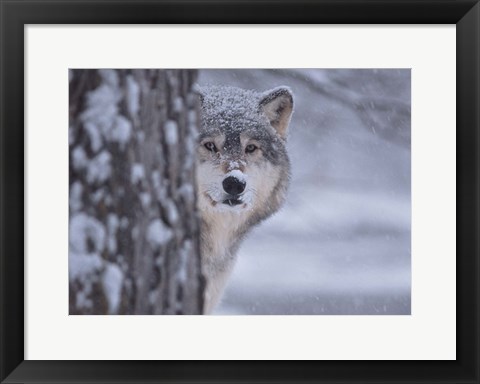 Framed Wolf Watching Print