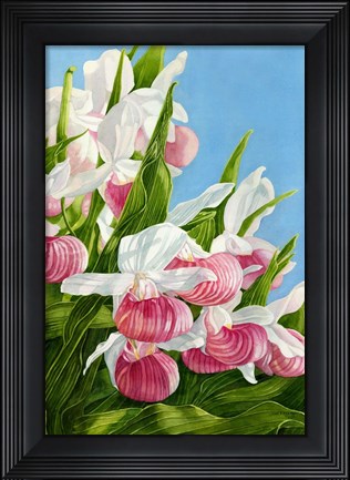 Framed Pink Lady Slipper Flowers Print