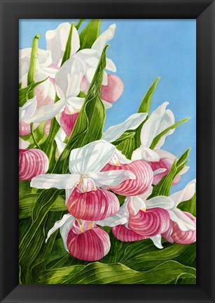 Framed Pink Lady Slipper Flowers Print