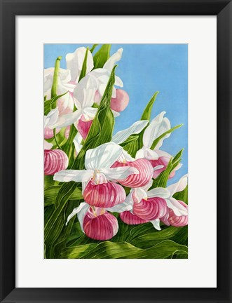 Framed Pink Lady Slipper Flowers Print