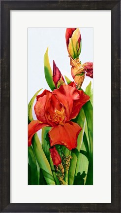 Framed Red Iris Print