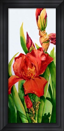 Framed Red Iris Print