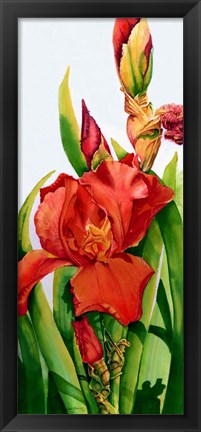 Framed Red Iris Print