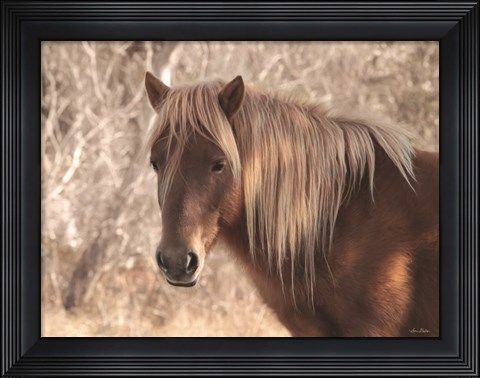 Framed Assateague Horse Print