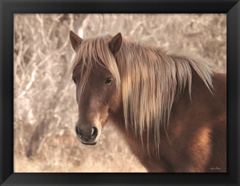 Framed Assateague Horse Print