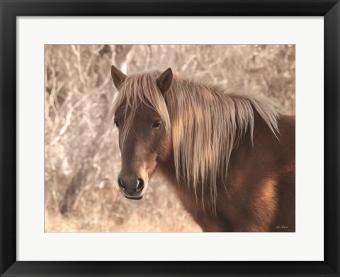 Framed Assateague Horse Print