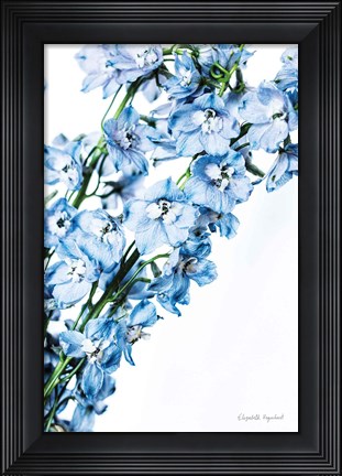 Framed Freshly Picked Delphinium IV Print