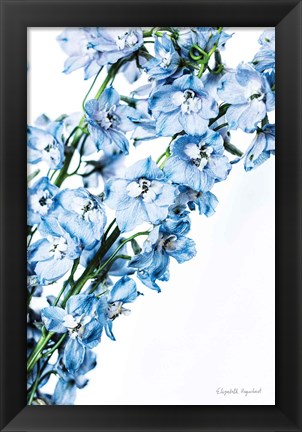 Framed Freshly Picked Delphinium IV Print