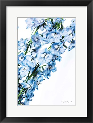 Framed Freshly Picked Delphinium IV Print