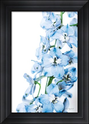 Framed Freshly Picked Delphinium III Print
