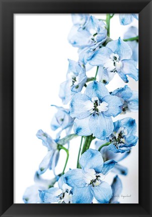 Framed Freshly Picked Delphinium III Print