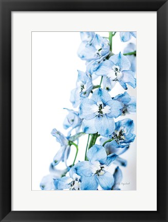 Framed Freshly Picked Delphinium III Print