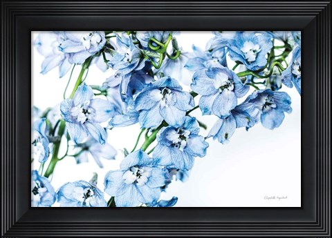 Framed Freshly Picked Delphinium II Print