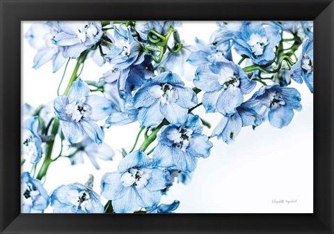 Framed Freshly Picked Delphinium II Print