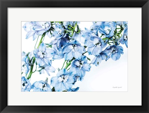 Framed Freshly Picked Delphinium II Print