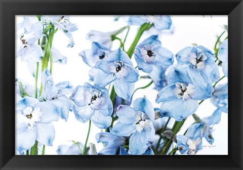 Framed Freshly Picked Delphinium I Print