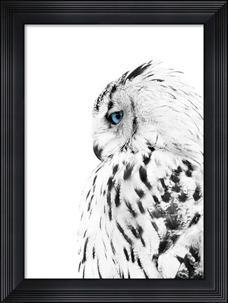Framed White Owl Print
