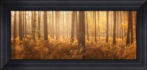 Framed Wyre Forest Print
