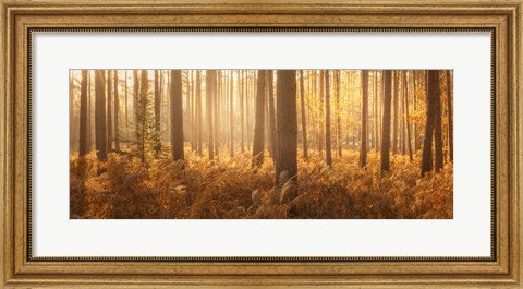 Framed Wyre Forest Print