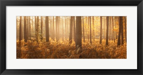 Framed Wyre Forest Print