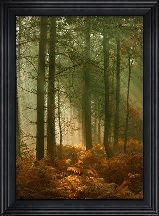 Framed Wyre Forest 3 Print