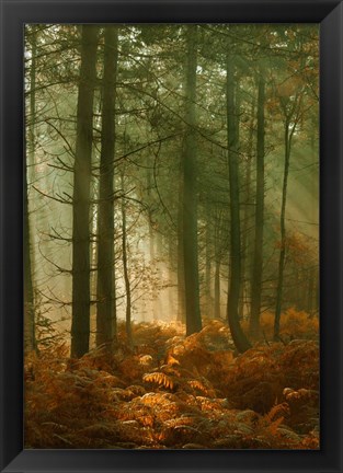 Framed Wyre Forest 3 Print