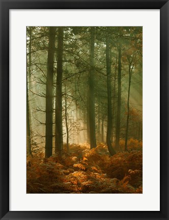 Framed Wyre Forest 3 Print