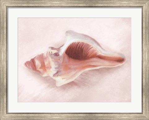 Framed Conch Shell Blush II Print